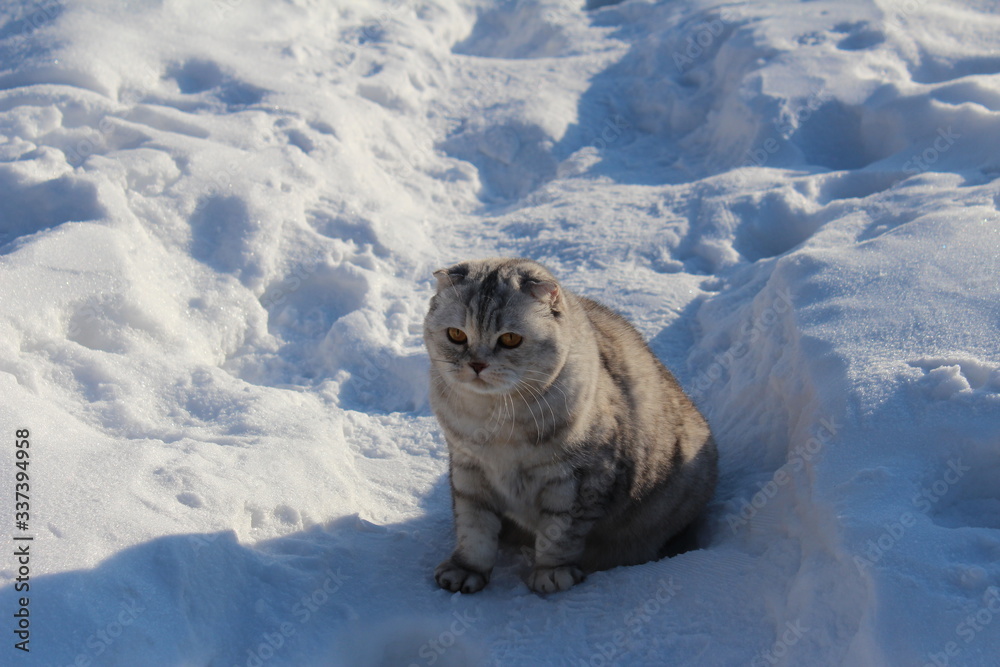 Scottish fold gray fluffy cat in the snow Scottish fold gray fluffy cat in the snow