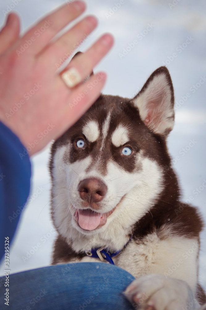 husky, dog, winter, puppy, north, ice, game husky, dog, winter, puppy, north, ice, game