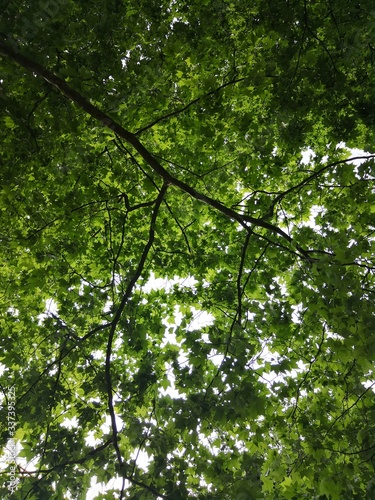 Bottom view of a tree with leaves