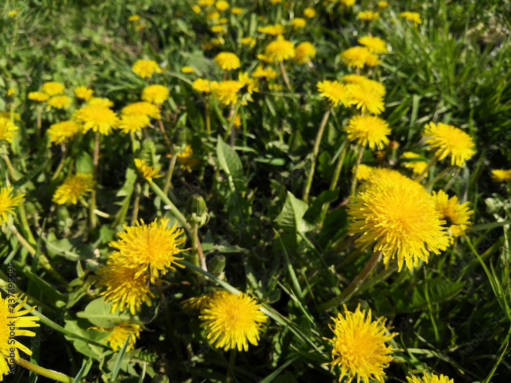 Yellow spring dandelions in the meadow Yellow spring dandelions in the meadow
