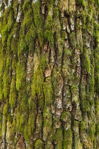 Texture of tree bark covered with moss. Close up of tree bark surface