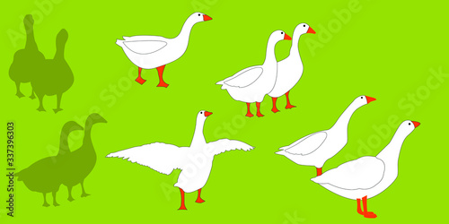 white goose on the grass 