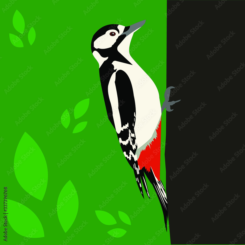 Obraz premium vector illustration of a bird woodpecker 