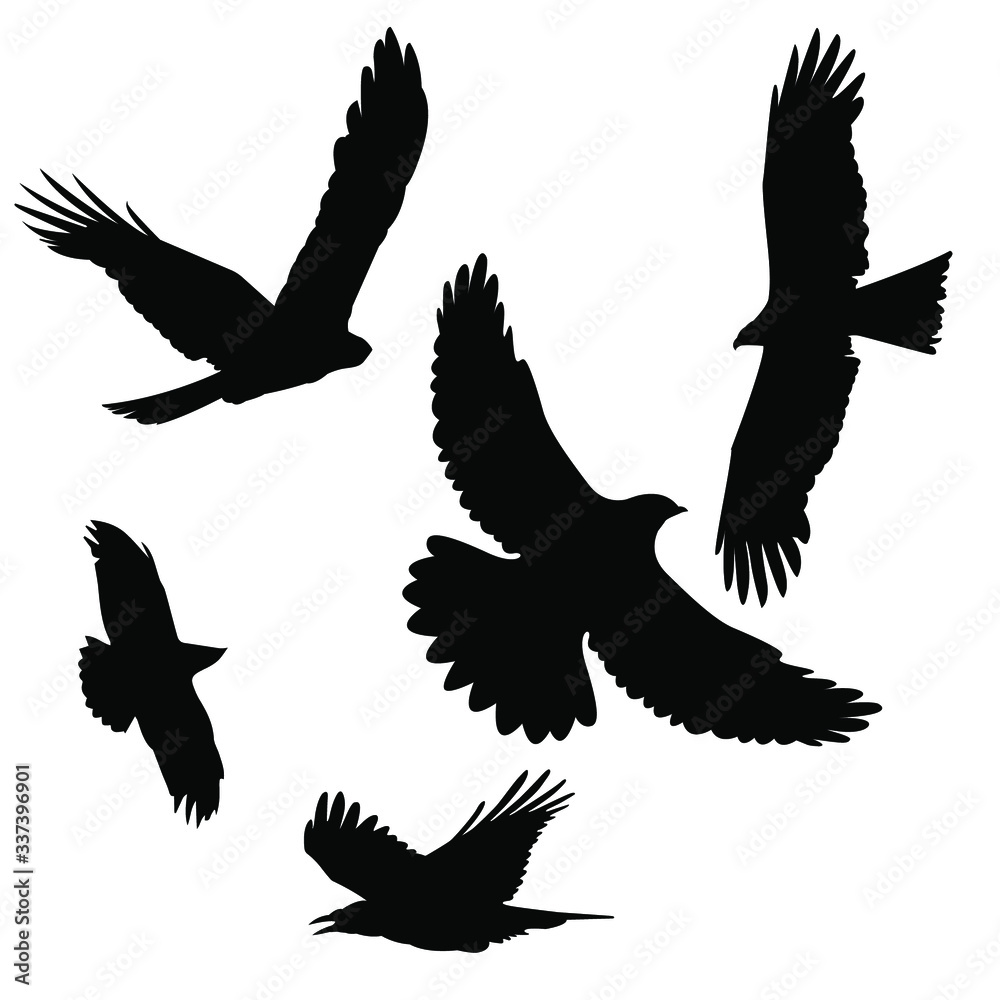 silhouettes of birds vector: kite, crow, rook