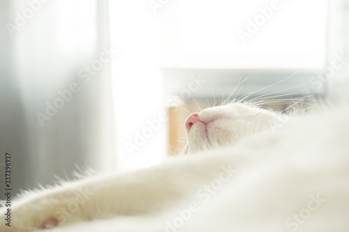 Cute and beautiful little red and white kitten cat sleeping with the pink nose turning up. Relaxation and calmness scene.