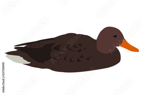 duck on white vector isolated