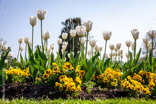 white tulips and pansy from a low angle photo