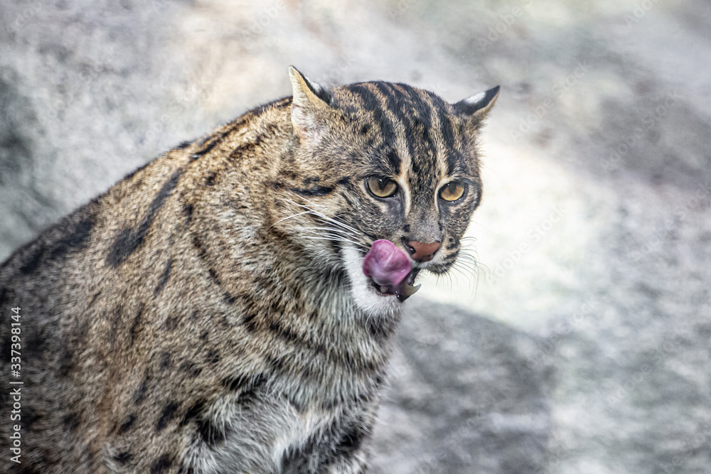 Fischkatze, Prionailurus viverrinus, Jungtier Fischkatze, Prionailurus viverrinus, Jungtier