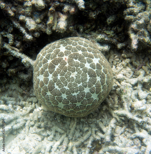 Pincushion starfish or Culcita novaeguineae in the sea of Togian islands photo