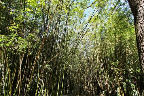 Bamboo plant forest in the botanical Garden of Lisbon