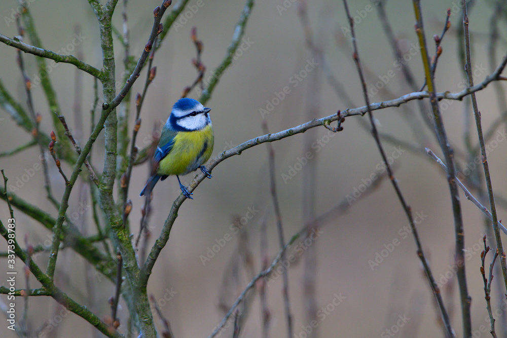 Fototapeta premium Blaumeise bei der Futtersuche 