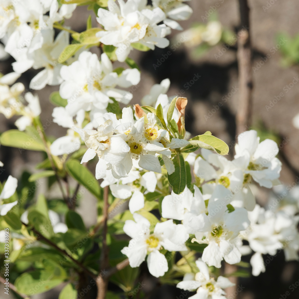 Gros plan sur fleurs et feuilles en corymbes blanches d'amélanchier commun (Amelanchier ovalis) au printemps
