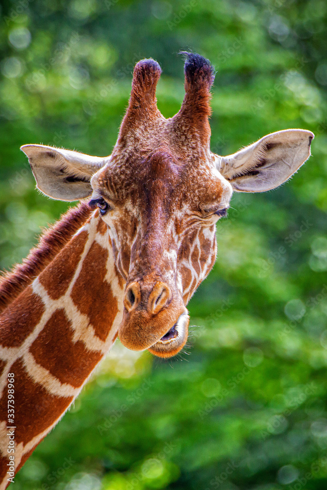Netzgiraffe, Giraffa camelopardalis reticulata