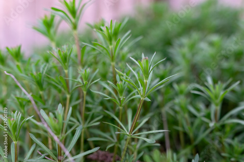 Green grass on thin stems with small leaves and petals. Natural background of natural origin