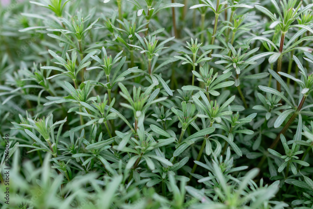 Fototapeta premium Green grass on thin stems with small leaves and petals. Natural background of natural origin