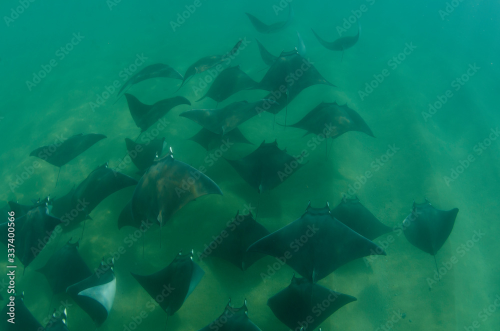 Fototapeta premium Mobula manta