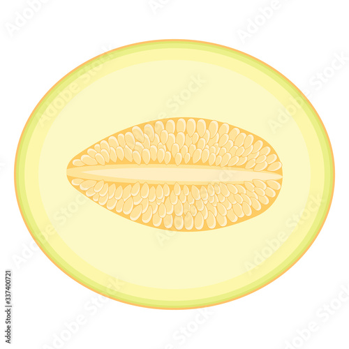 Fresh half melon fruit isolated on white background. Honeydew melon. Summer fruits for healthy lifestyle. Organic fruit. Cartoon style. Vector illustration for any design.