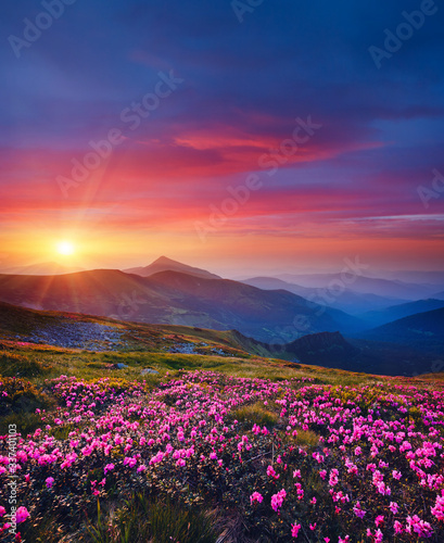 Fototapeta Naklejka Na Ścianę i Meble -  Charming pink flower rhododendrons at magical sunset. Location Carpathian mountain, Ukraine.