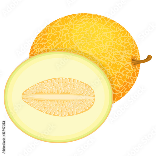 Fresh whole and half melon fruit isolated on white background. Honeydew melon. Summer fruits for healthy lifestyle. Organic fruit. Cartoon style. Vector illustration for any design.