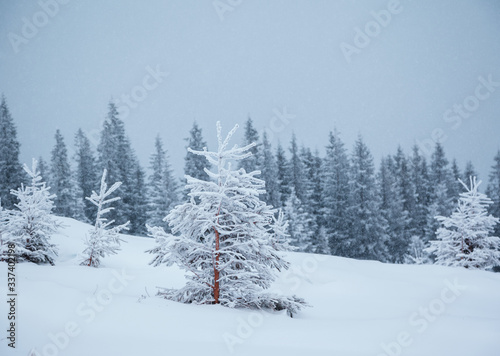 Frozen white spruces on a frosty day. Location Carpathian mountain, Ukraine.