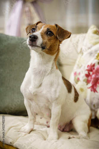 waiting dog friend Russell Terrier sitting on a cozy home sofa