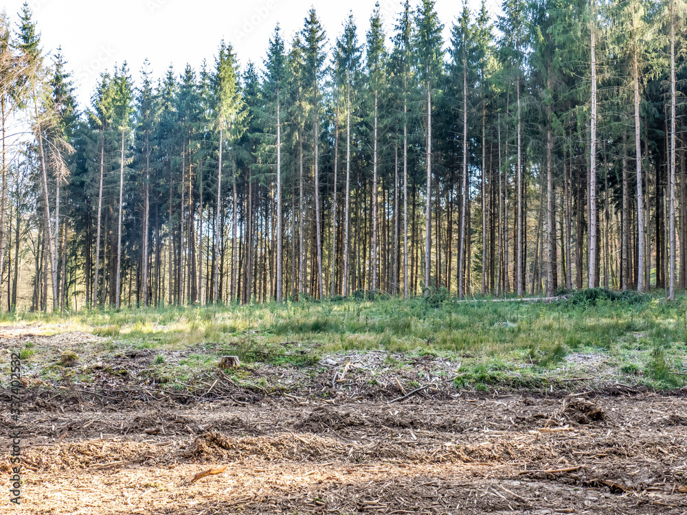 Gefällte Bäume und gerodeter Waldlichtung Gefällte Bäume und gerodeter Waldlichtung