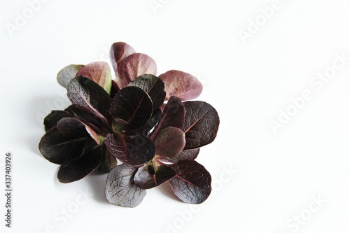 Red lamb lettuce or corn salad vegetables. photo isolate on white front view copy space  photo