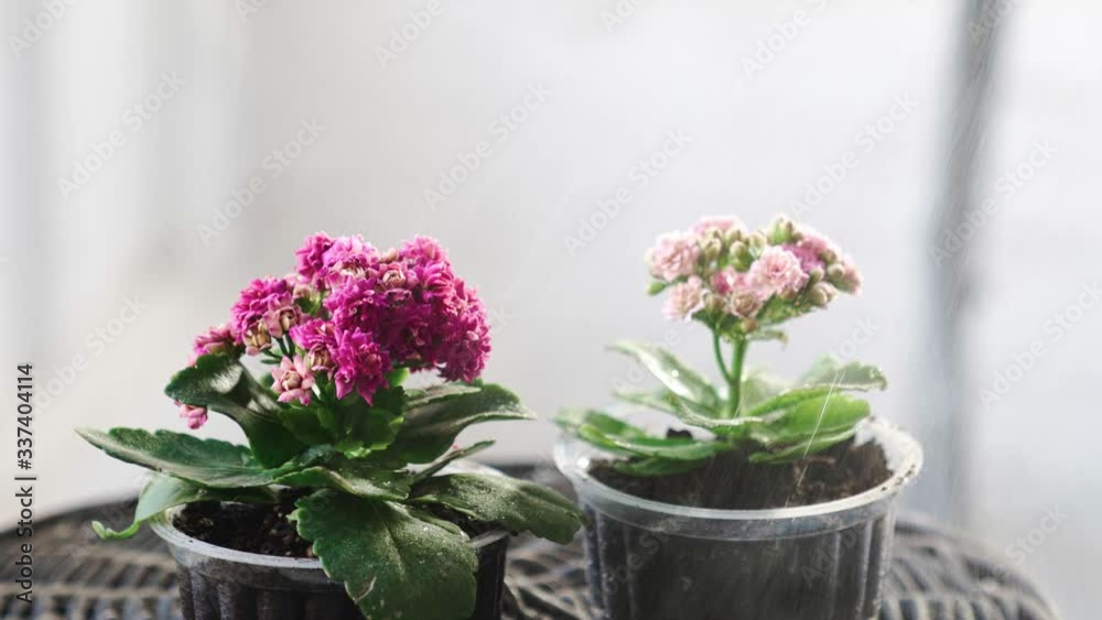 Flowers sprayed with water with blurry background Flowers sprayed with water with blurry background