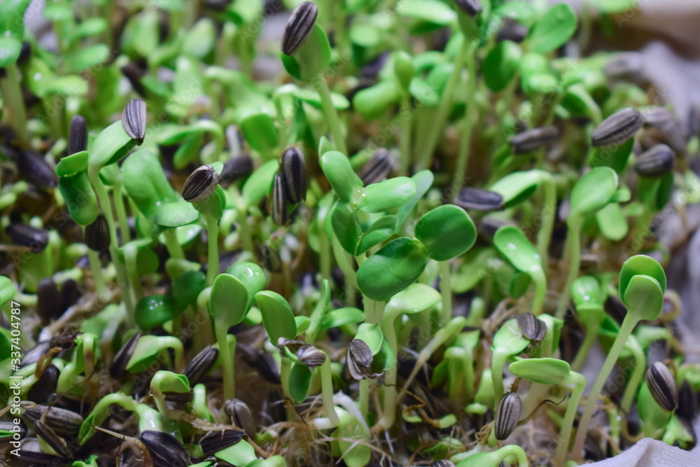 Seedlings of green sunflower in the garden
Seedlings of green sunflower in the garden