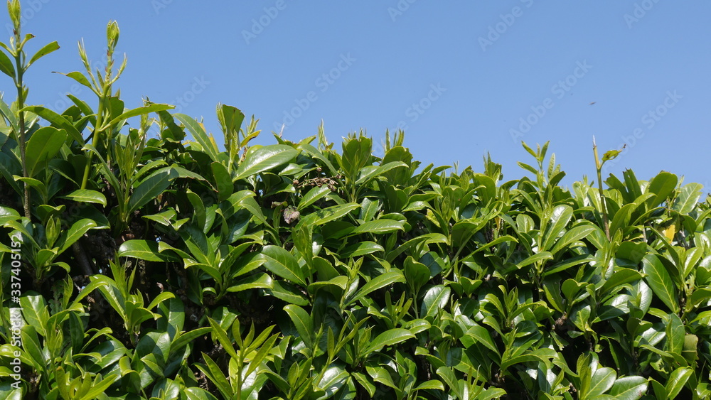 Bright green hedge with clear blue sky
