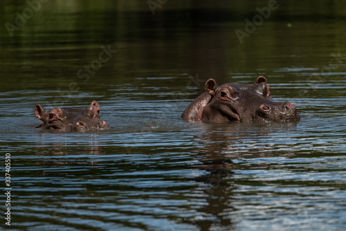 Pair of hippos semi submerged in water