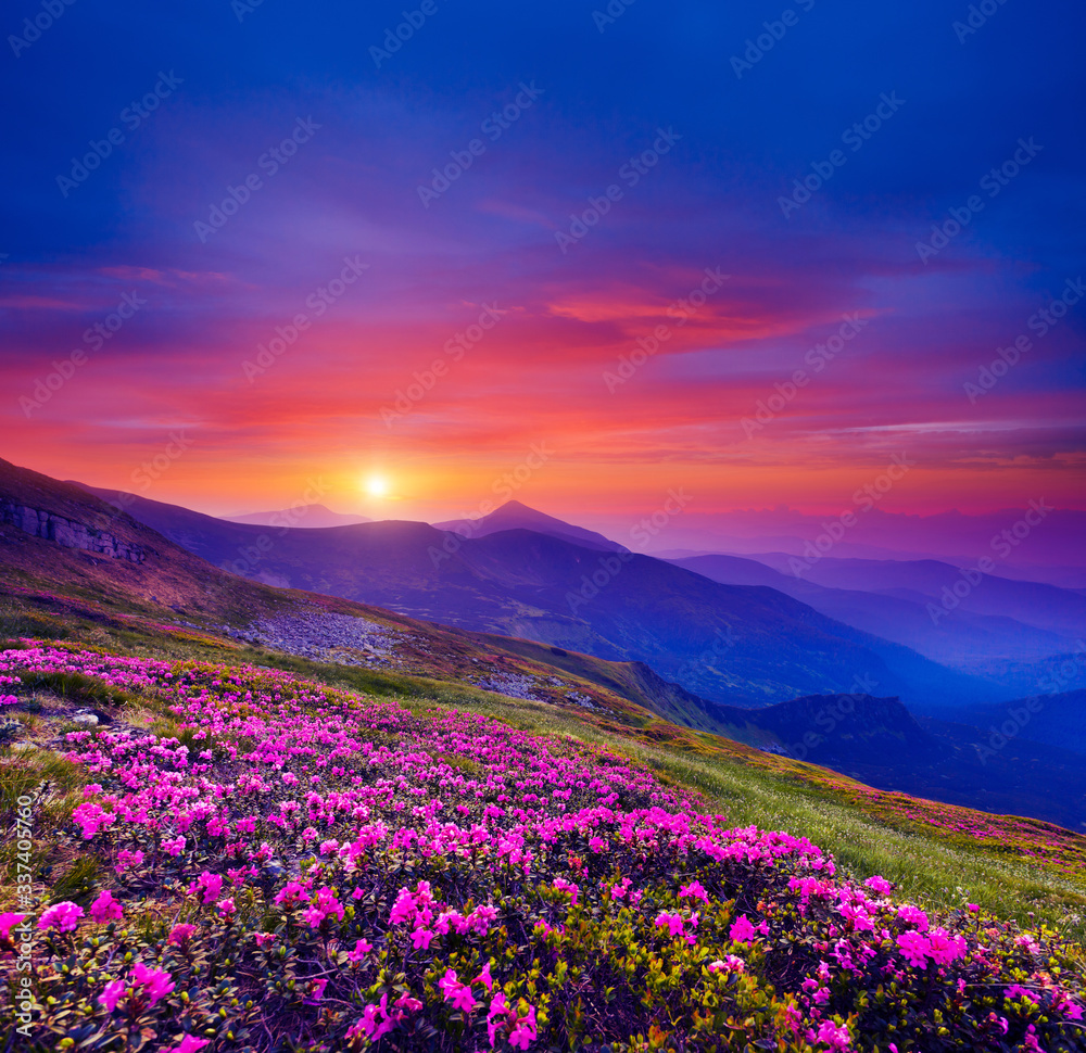 Pink flower rhododendrons at magical sunset. Location Carpathian mountain, Ukraine, Europe. Pink flower rhododendrons at magical sunset. Location Carpathian mountain, Ukraine, Europe.