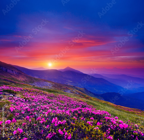 Pink flower rhododendrons at magical sunset. Location Carpathian mountain  Ukraine  Europe.