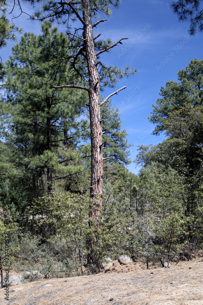 Fototapeta premium Trail, Gila National Forest