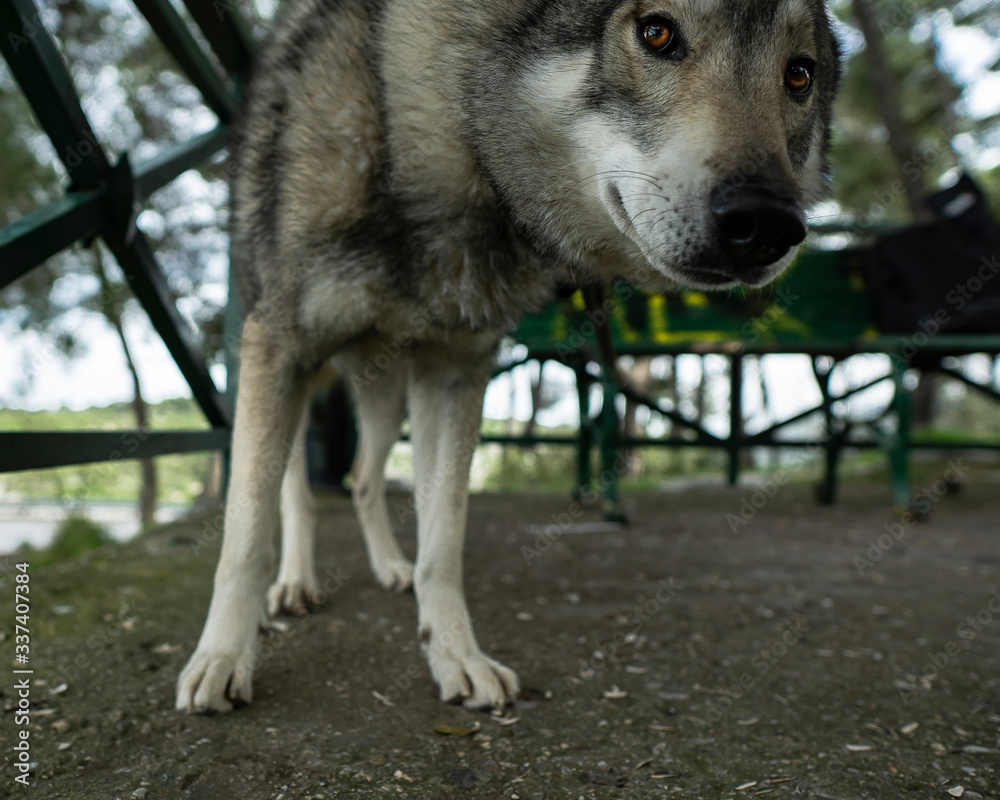 Tamaskan wolfdog lookin curious about the camera Tamaskan wolfdog lookin curious about the camera