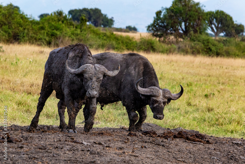 Obraz premium Water Buffalo