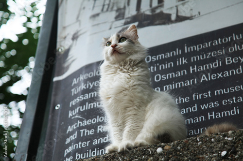 Canvas Print Turkish cat sits near Topkapi palace in Istanbul and looks into the distance