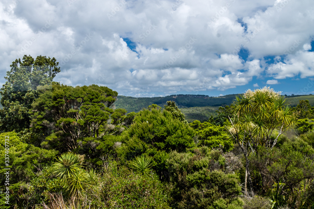 A walking tour of the Waipua Forest, Dagraville, New Zealand
