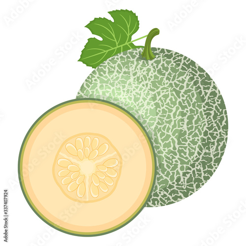 Fresh whole, half melon fruit isolated on white background. Cantaloupe melon. Summer fruits for healthy lifestyle. Organic fruit. Cartoon style. Vector illustration for any design.