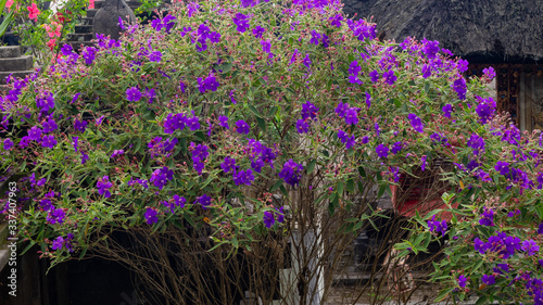 Veilchenbaum, Prinzessinnenblume, Bali photo