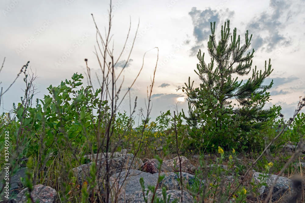 Karelian coniferous trees on the stony shore Karelian coniferous trees on the stony shore