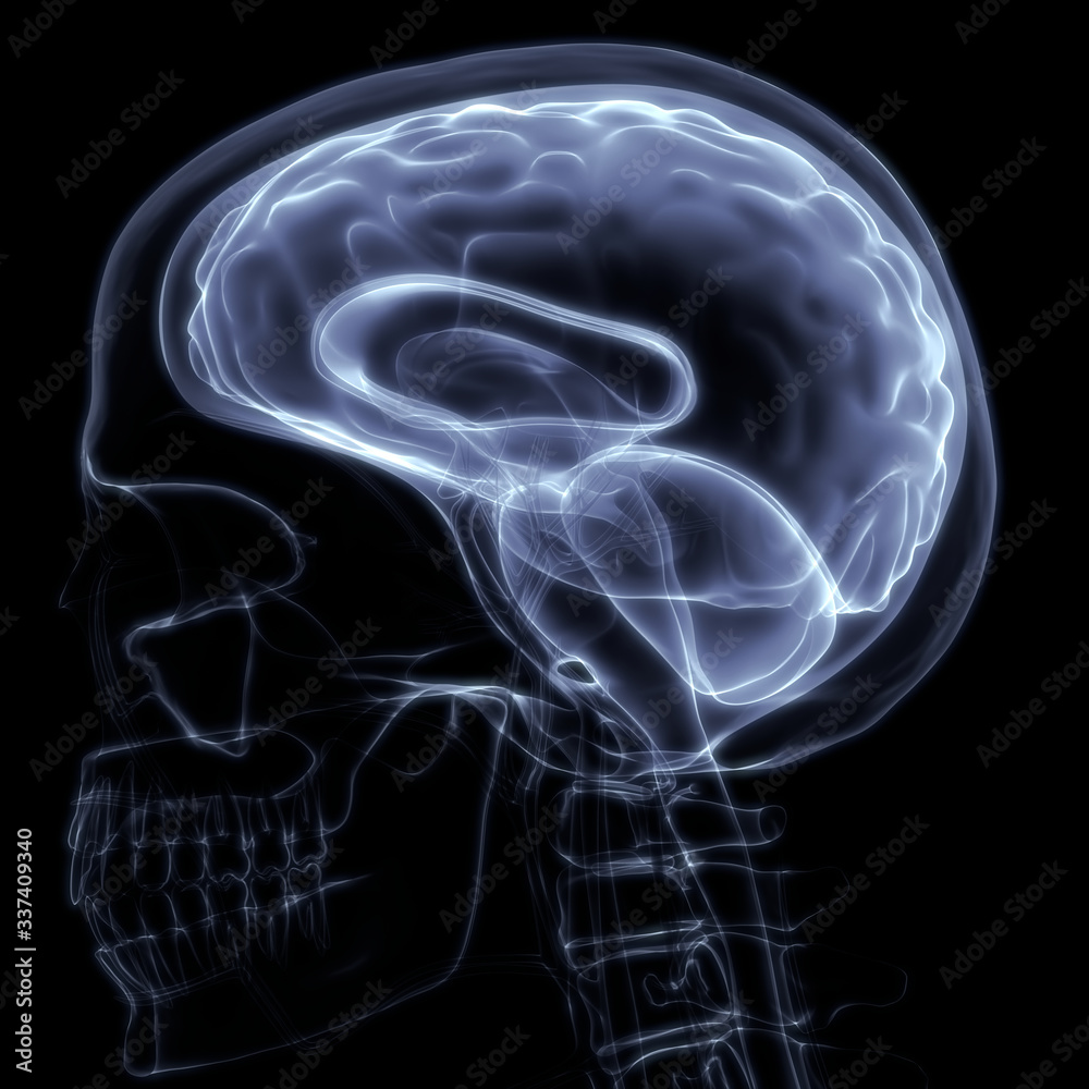 Human Internal Organ Brain with Nervous System Anatomy X-ray 3D rendering Human Internal Organ Brain with Nervous System Anatomy X-ray 3D rendering