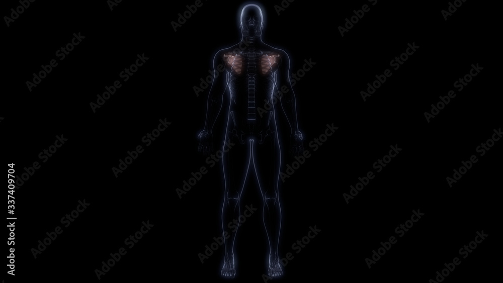 Scapula Joints of Human Skeleton System Anatomy 3D Rendering Scapula Joints of Human Skeleton System Anatomy 3D Rendering