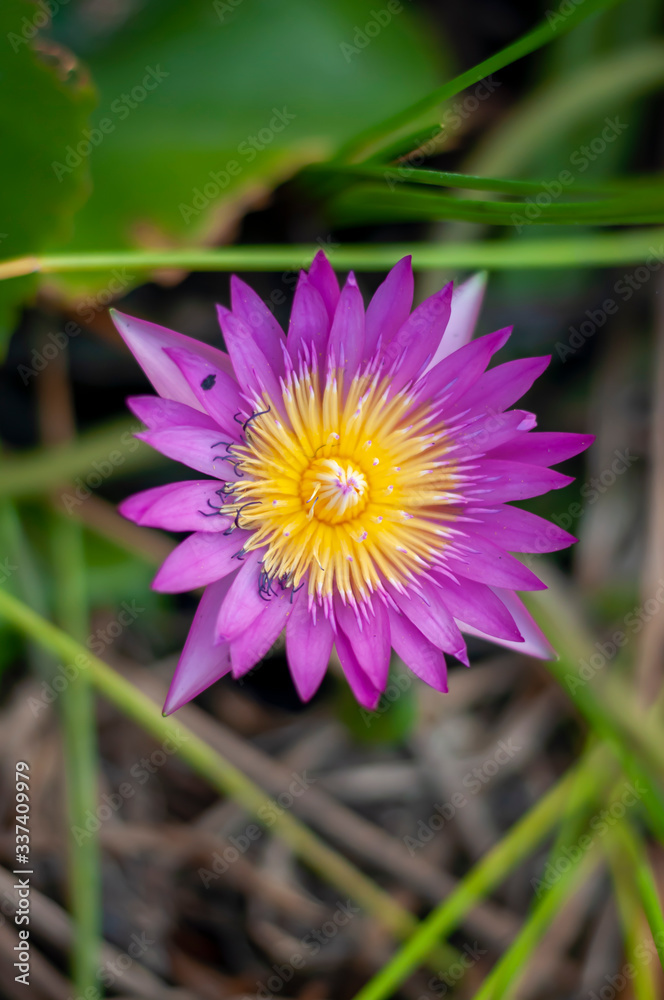 Fototapeta premium Lotus blossoming by the pool