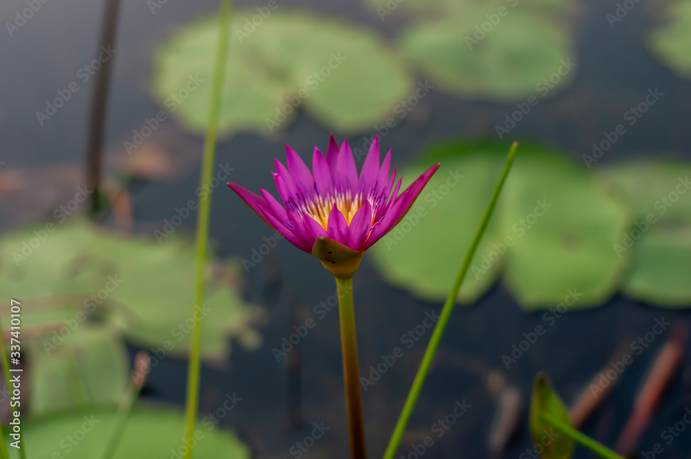 Blooming lotus flowers at the pool Blooming lotus flowers at the pool