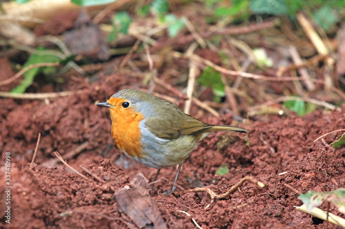 robin standing on the ground