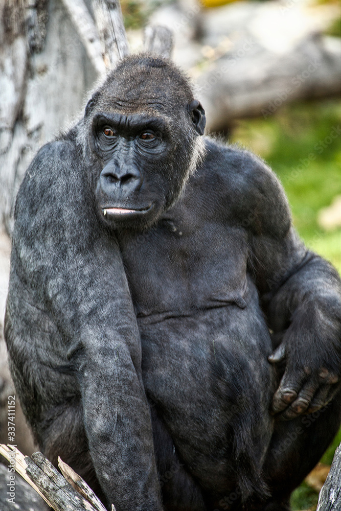 Westlicher Flachlandgorilla, Gorilla gorilla gorilla Westlicher Flachlandgorilla, Gorilla gorilla gorilla