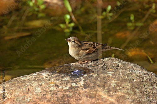 Weiblicher Haussperling (Passer domesticus) trinkt aus Sprudelstein im Gartenteich photo