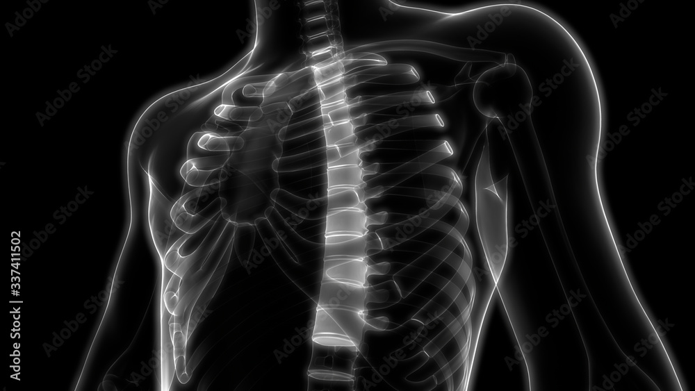 Vertebral Column Thoracic Vertebrae of Human Skeleton Anatomy X-ray 3D rendering Vertebral Column Thoracic Vertebrae of Human Skeleton Anatomy X-ray 3D rendering