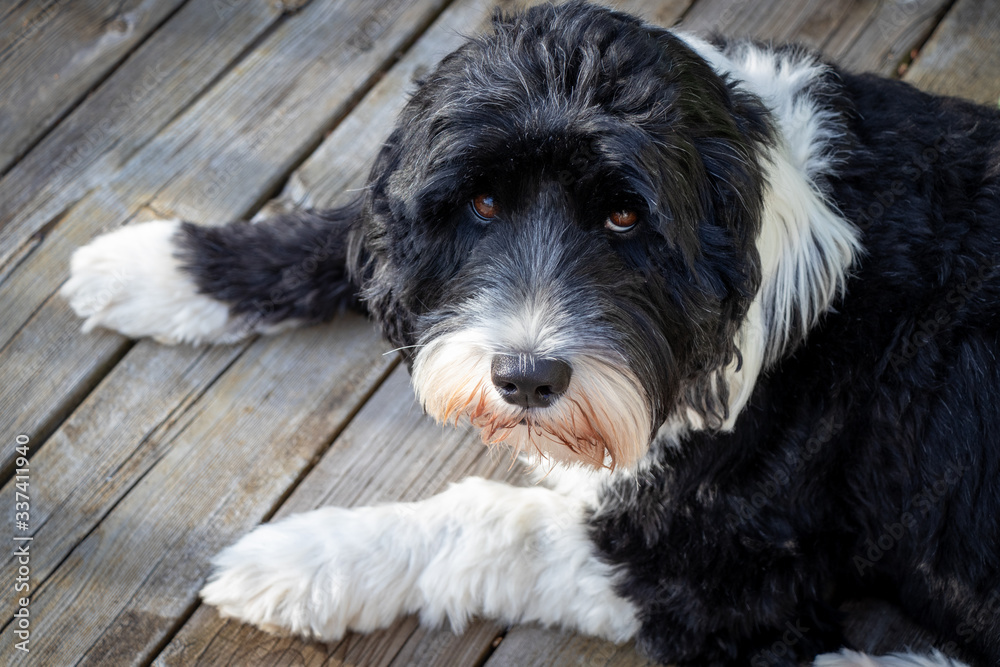 black and white Portuguese Water Dog laying on a deck outside black and white Portuguese Water Dog laying on a deck outside